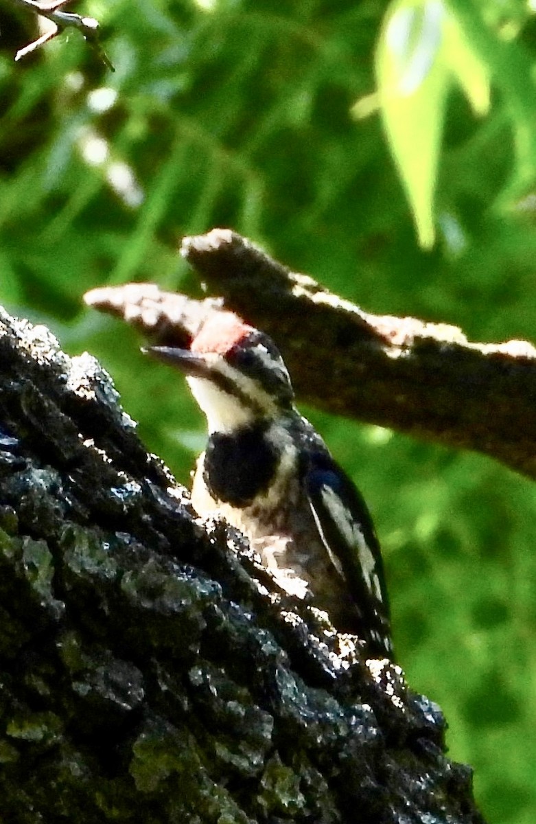 Yellow-bellied Sapsucker - ML638379686