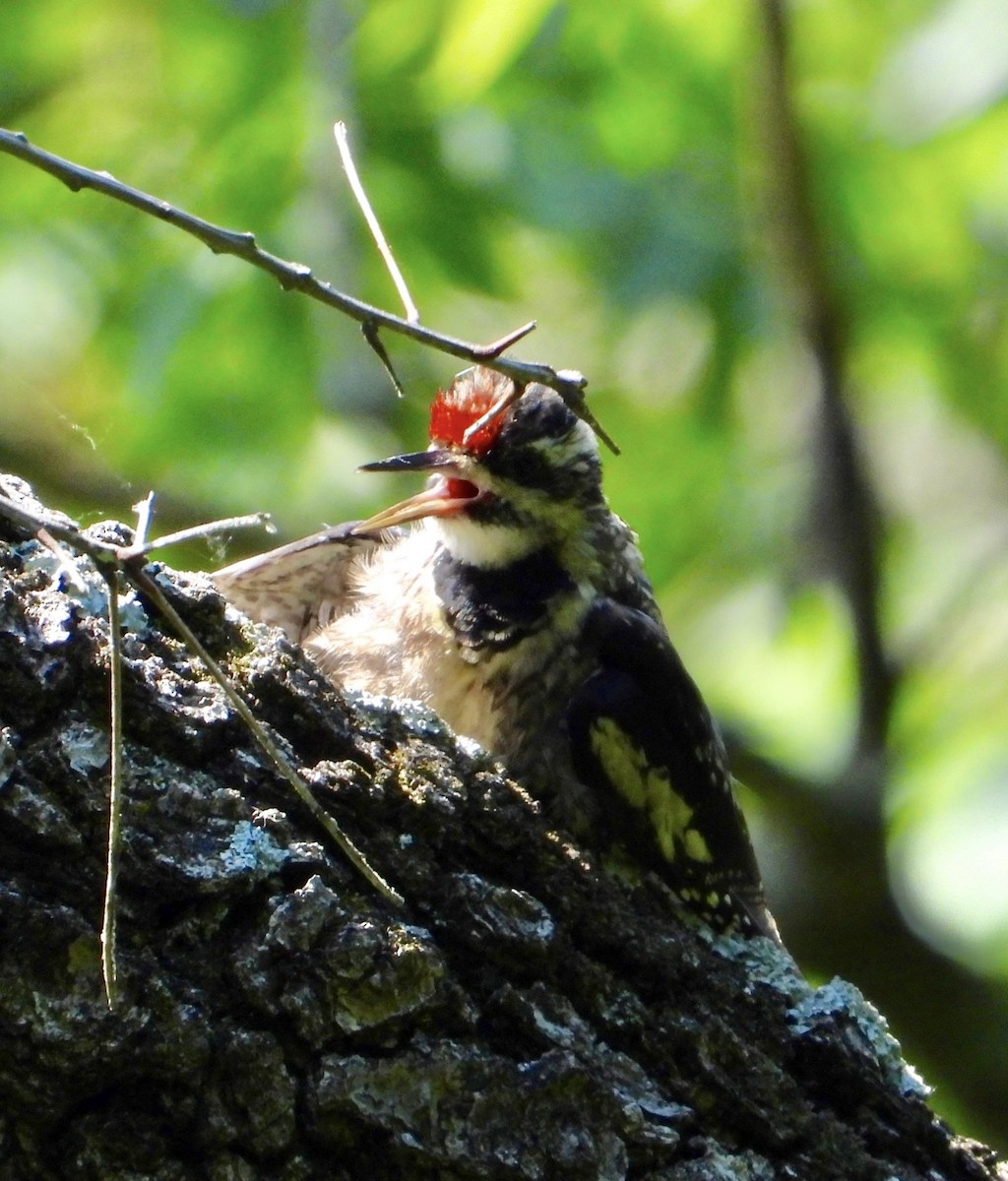 Yellow-bellied Sapsucker - ML638379687