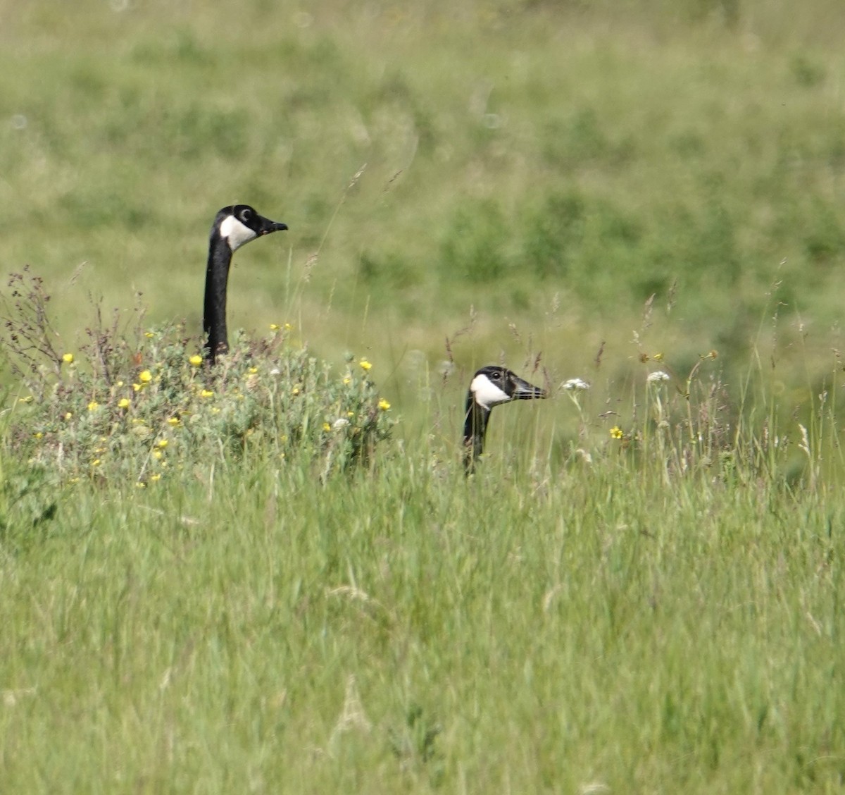 Canada Goose - ML638379691