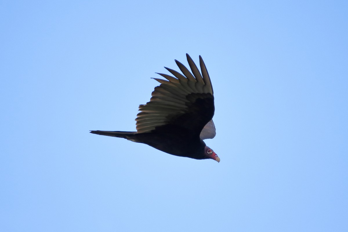 Turkey Vulture - ML638379697