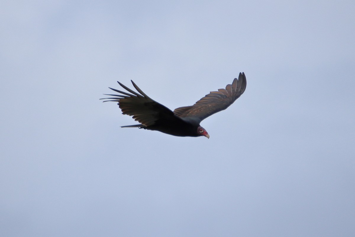 Turkey Vulture - ML638379698