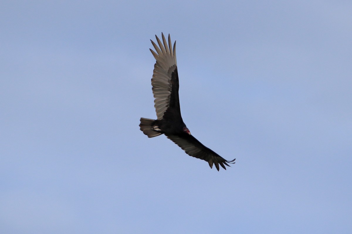 Turkey Vulture - ML638379701