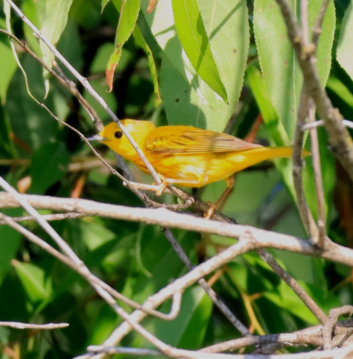 Goldwaldsänger - ML638379702