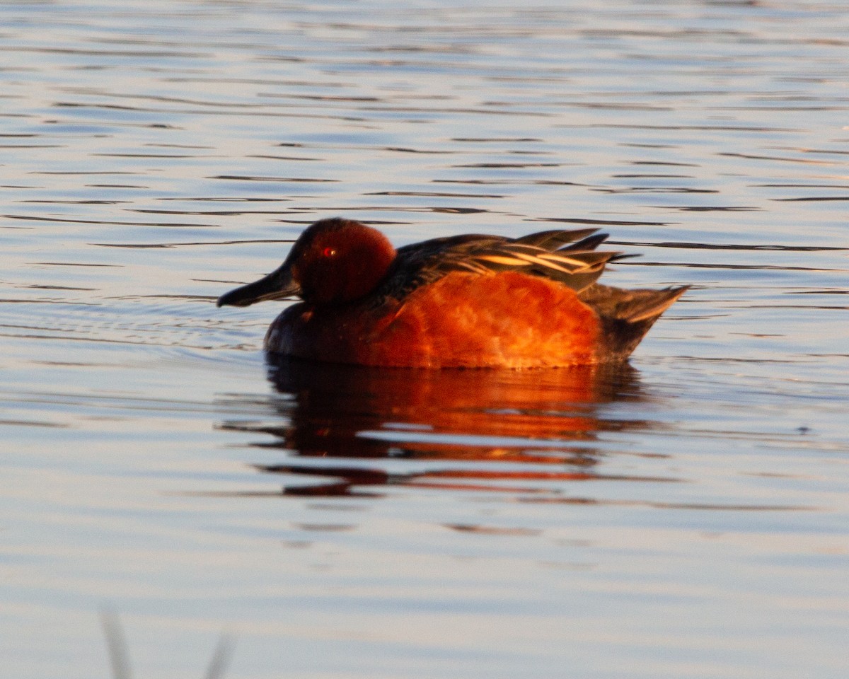 Cinnamon Teal - ML638379706