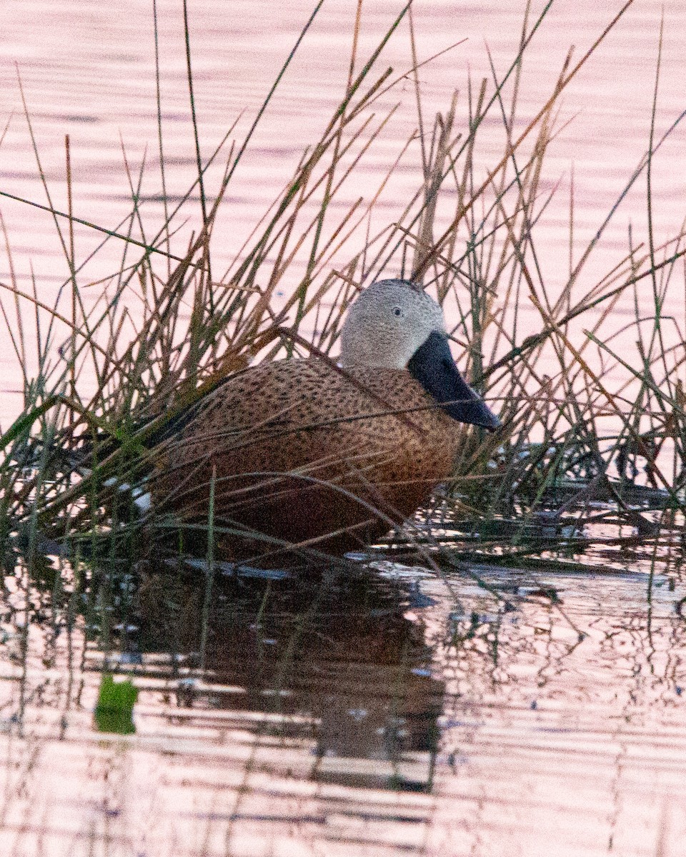 Red Shoveler - ML638379731
