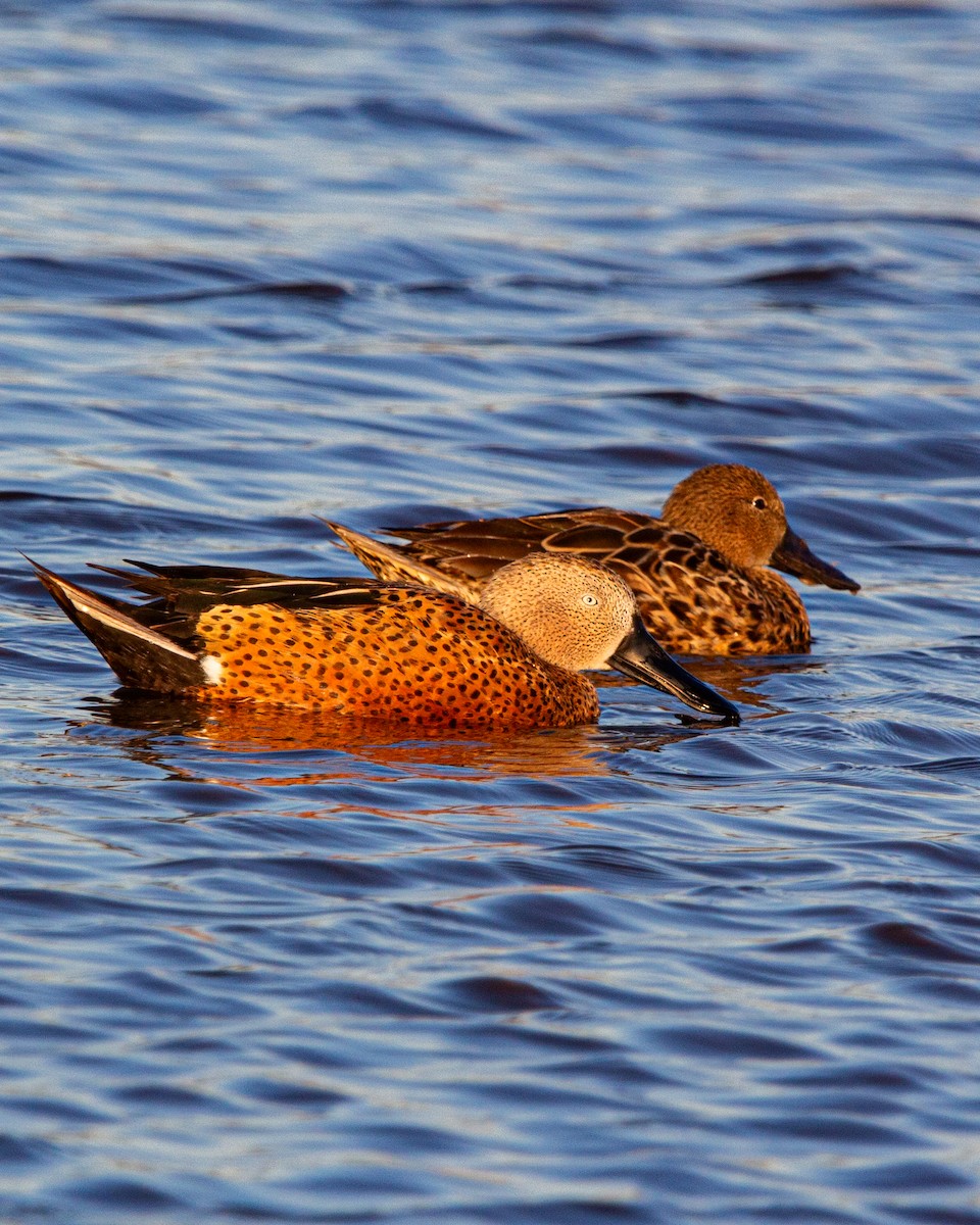 Red Shoveler - ML638379732