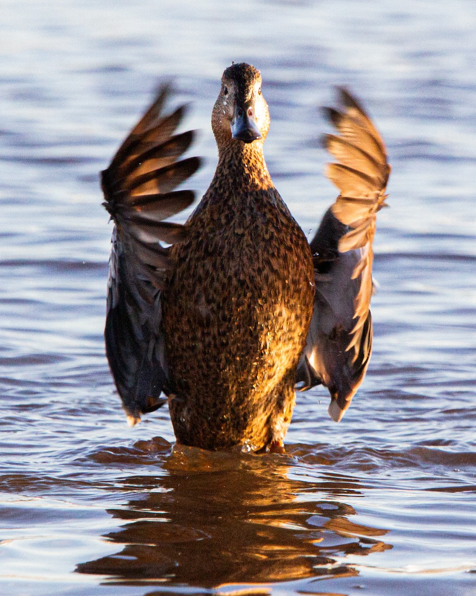 Red Shoveler - ML638379733