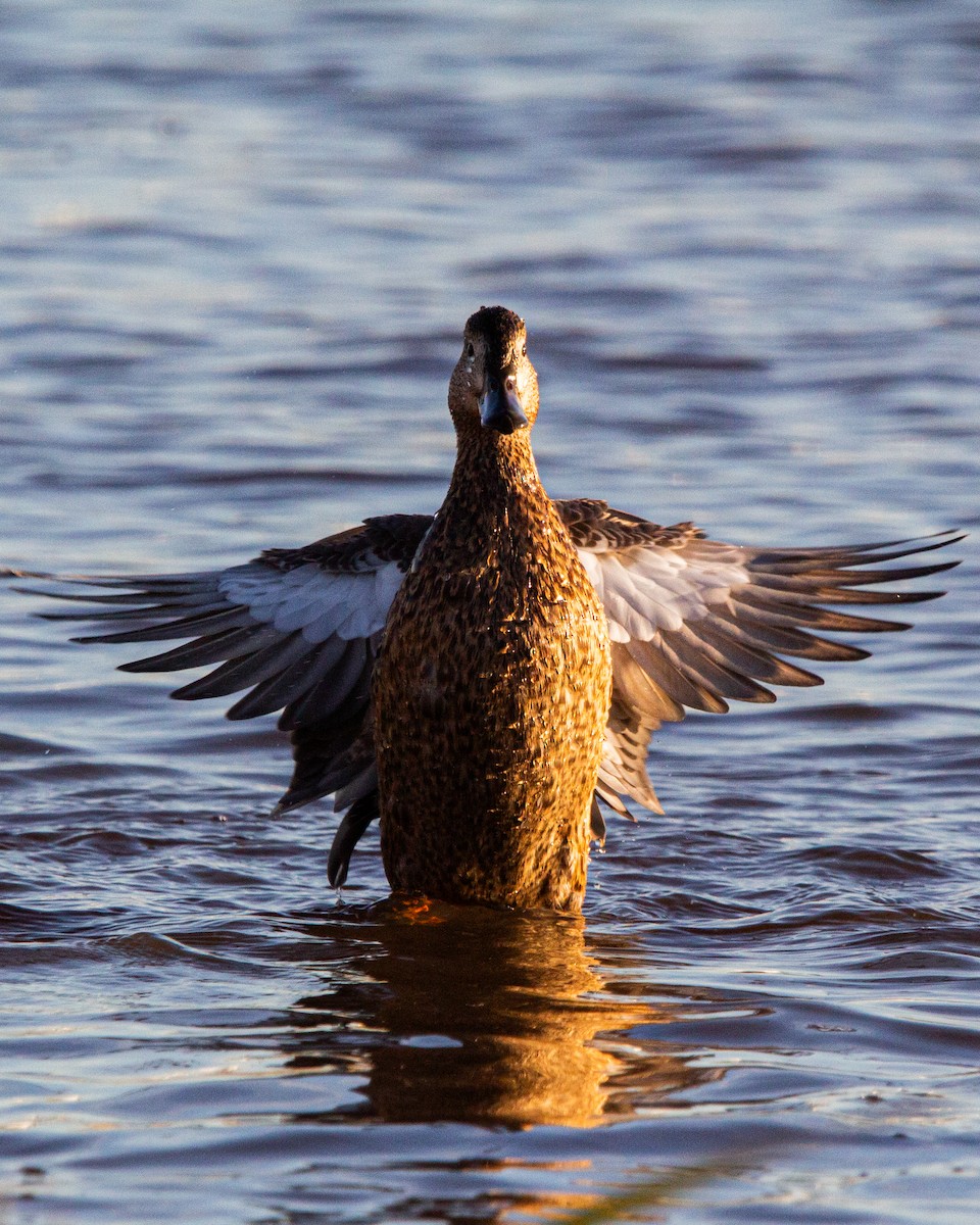Red Shoveler - ML638379735