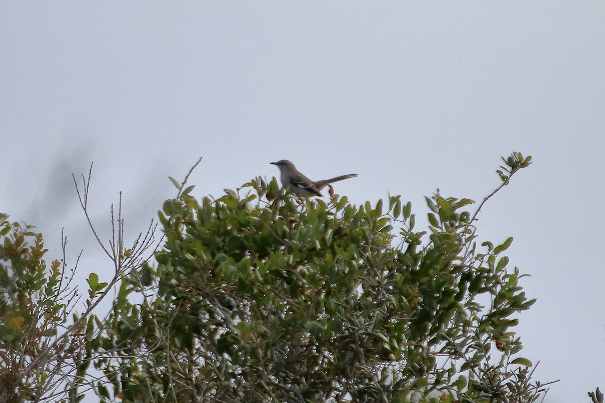Northern Mockingbird - ML638379749