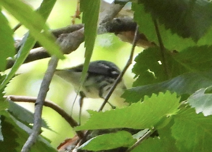 Cerulean Warbler - ML638379780