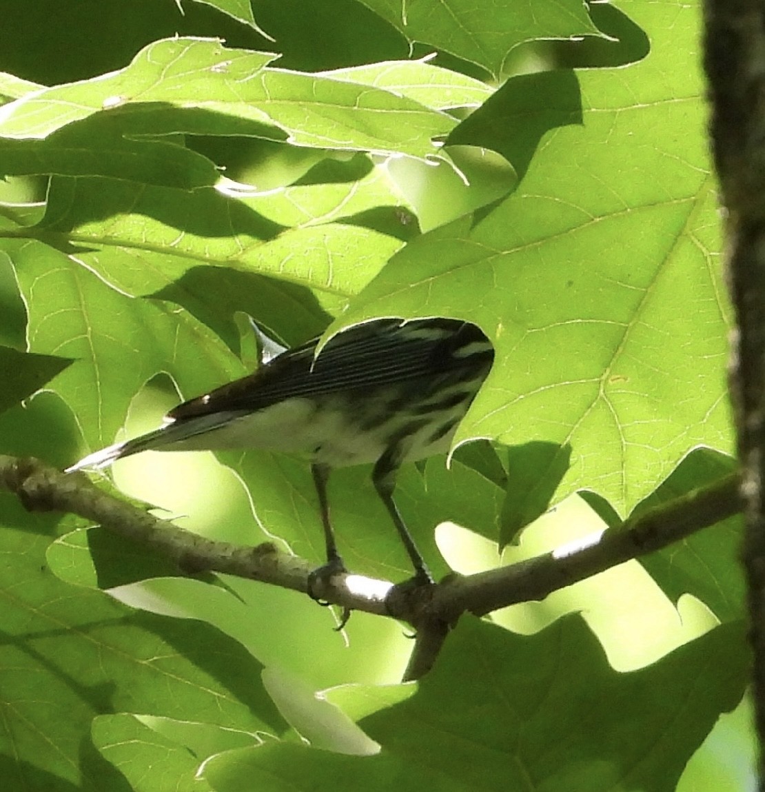 Cerulean Warbler - ML638379781