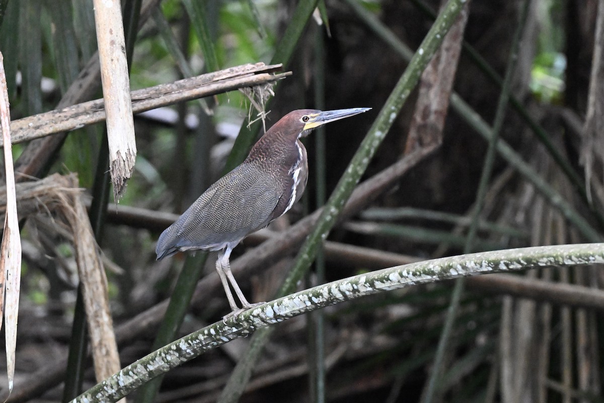 Rufescent Tiger-Heron - ML638379787
