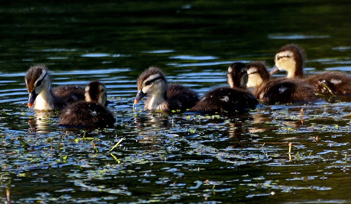 Canard branchu - ML638379795
