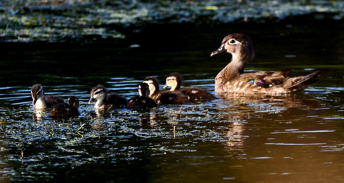 Canard branchu - ML638379796