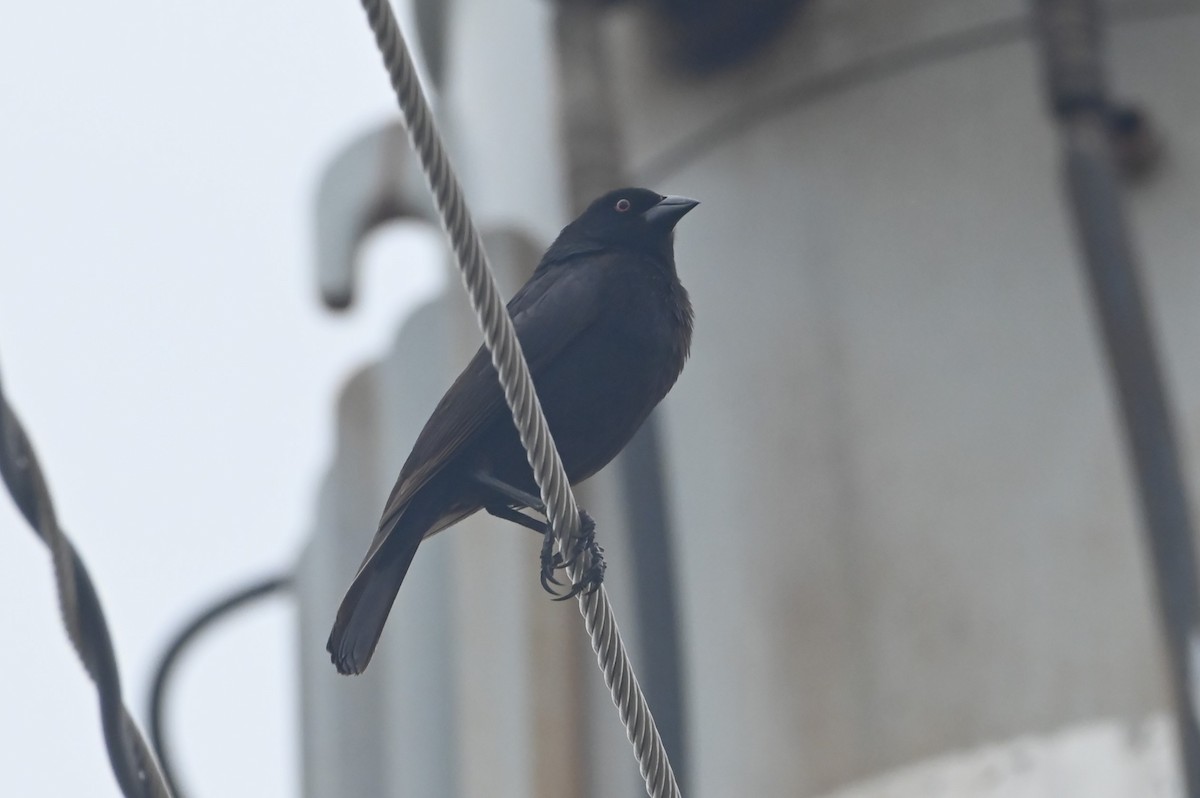 Bronzed Cowbird - ML638379810