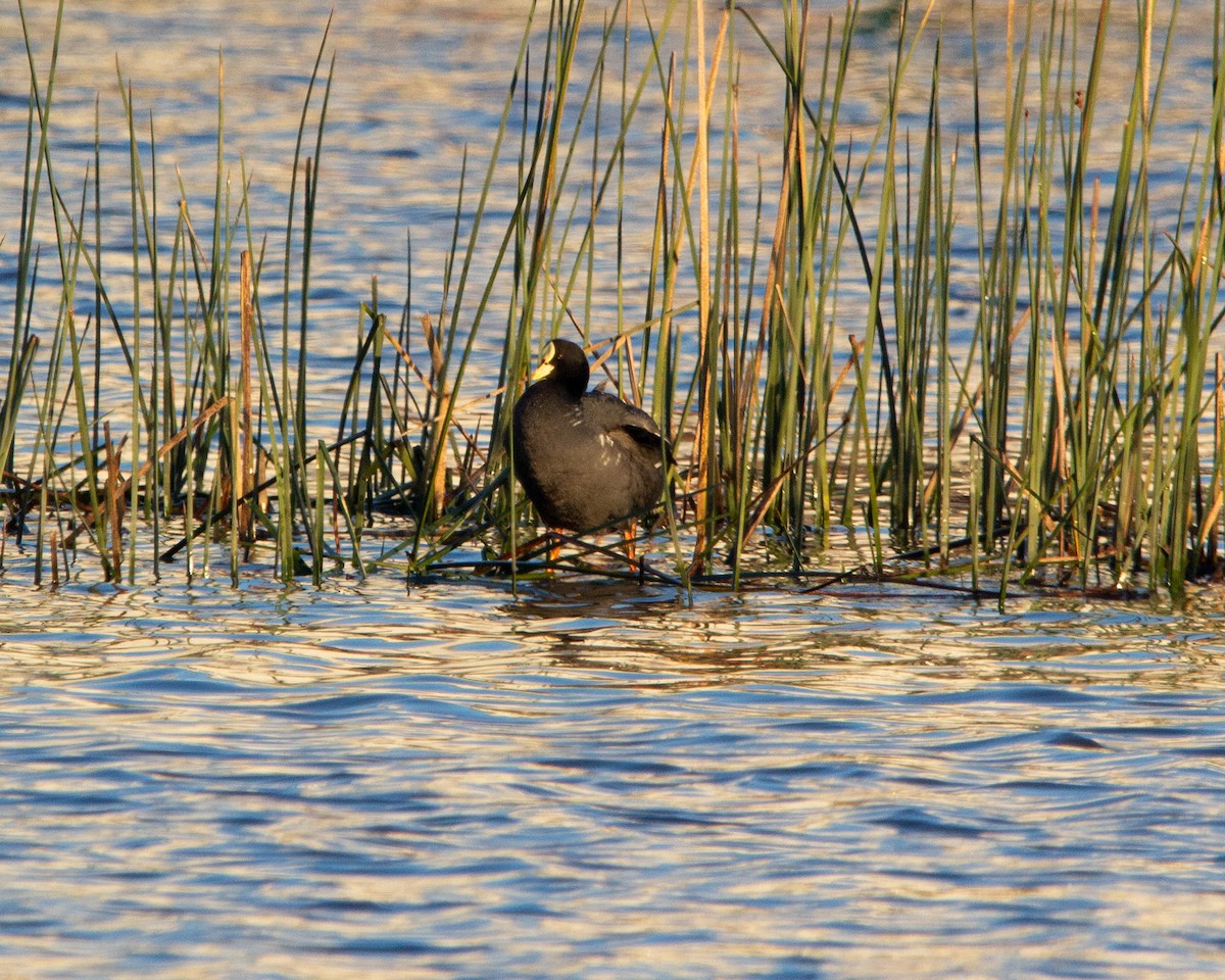 Red-gartered Coot - ML638379816