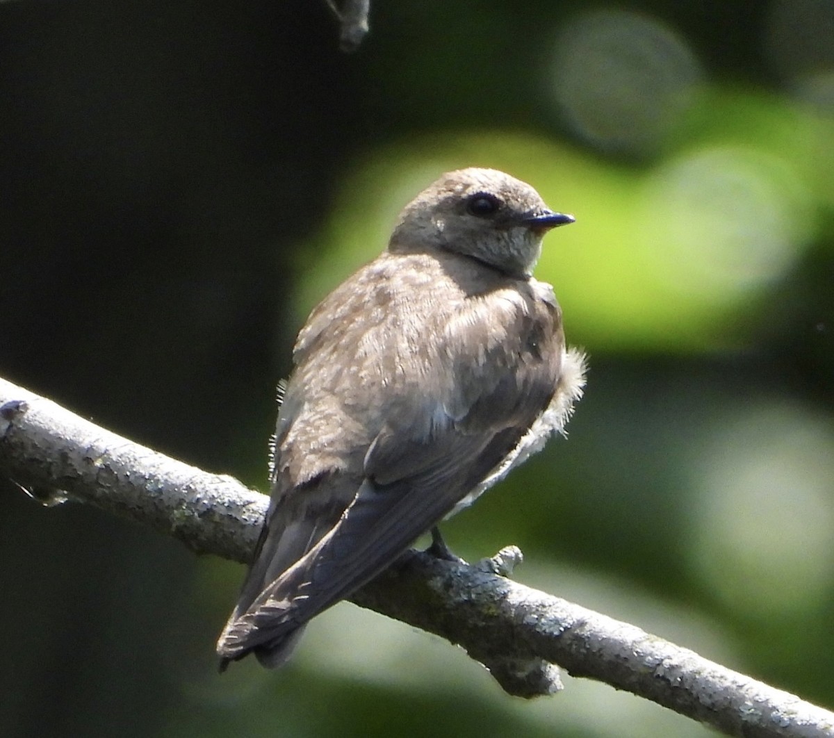 Northern Rough-winged Swallow - ML638379822