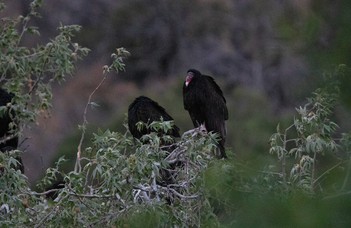 Turkey Vulture - ML638379824