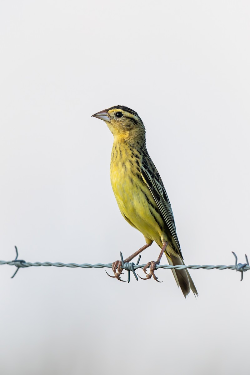 Bobolink - ML638379827