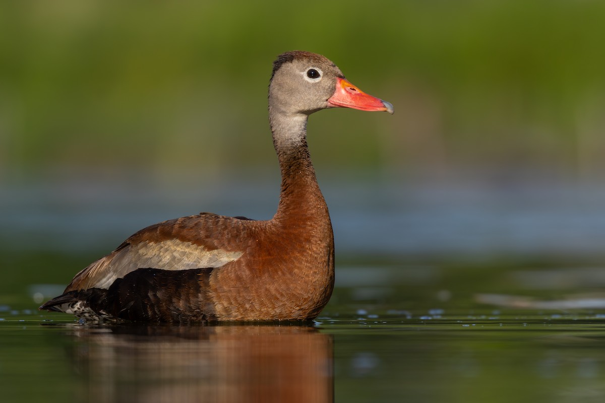 Black-bellied Whistling-Duck - ML638379836