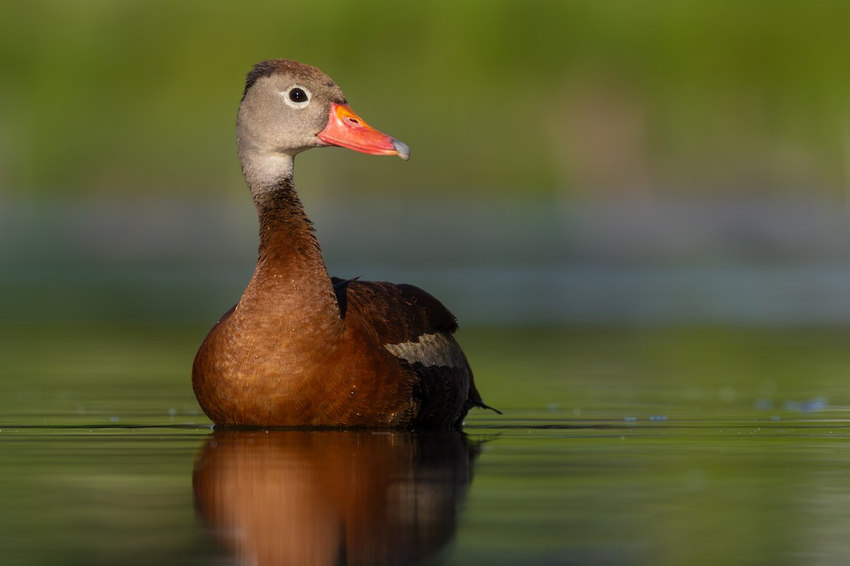Black-bellied Whistling-Duck - ML638379837