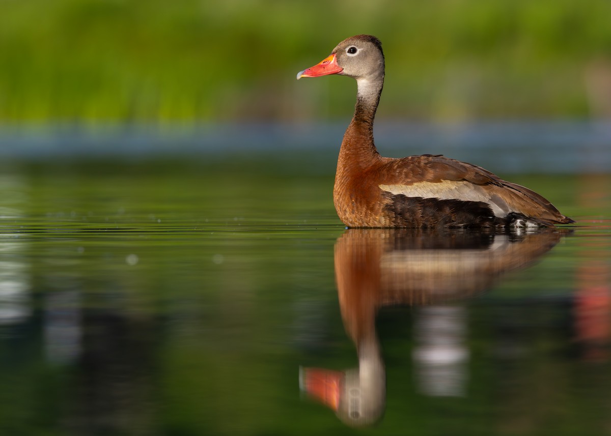 Black-bellied Whistling-Duck - ML638379838