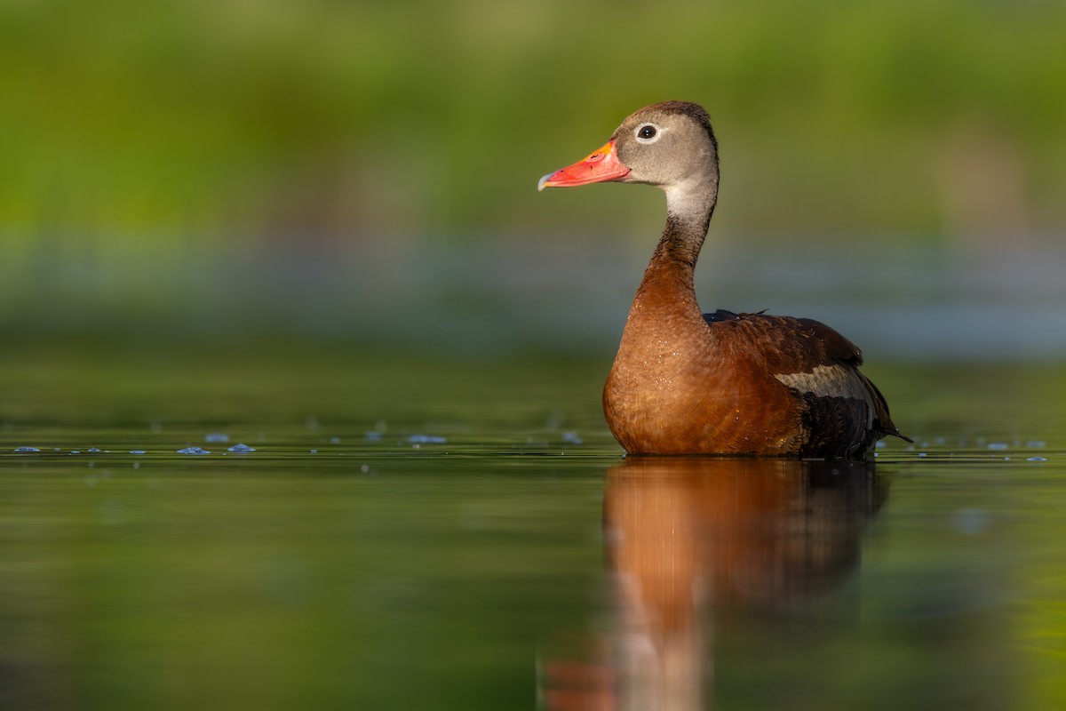 Black-bellied Whistling-Duck - ML638379839