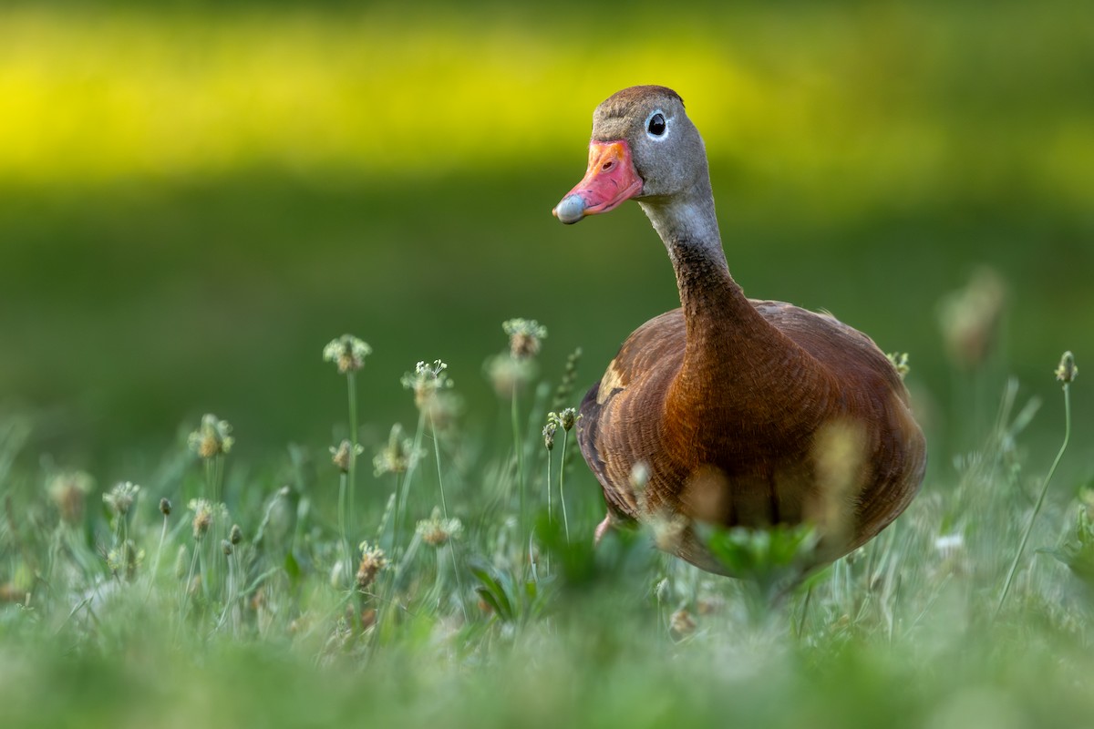 Black-bellied Whistling-Duck - ML638379840