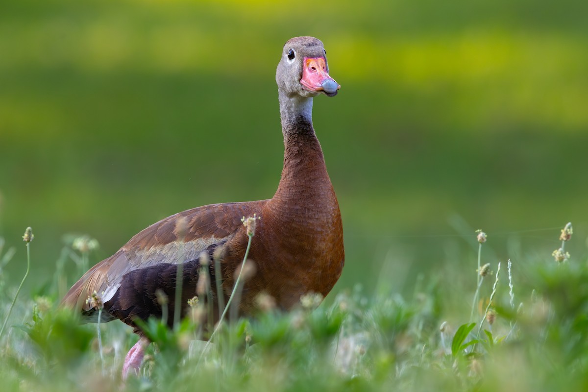 Black-bellied Whistling-Duck - ML638379842