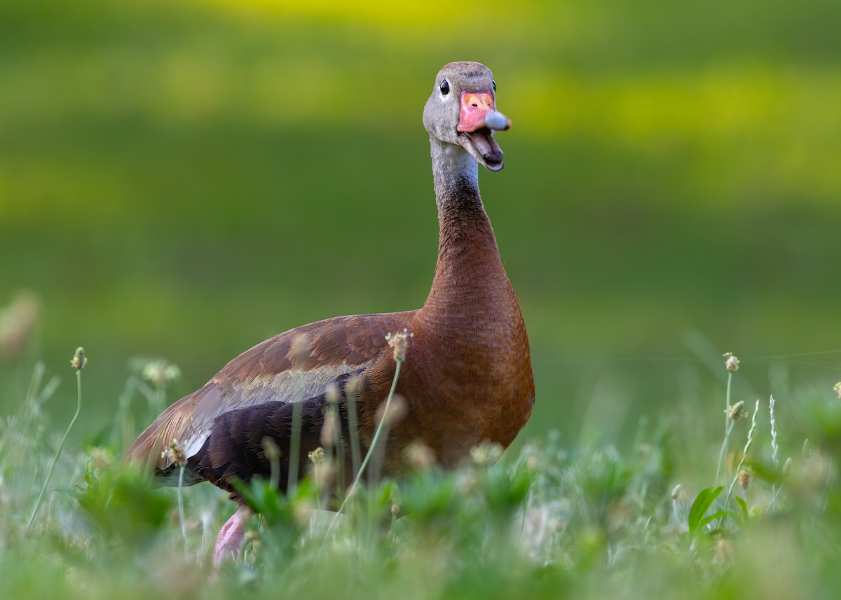 Black-bellied Whistling-Duck - ML638379843