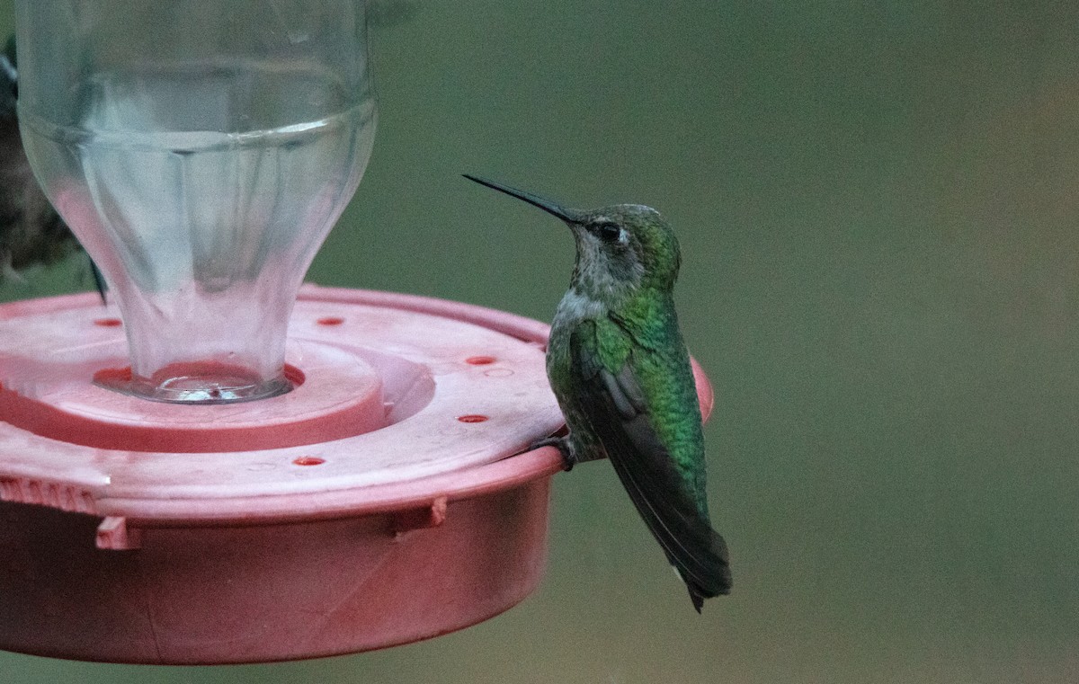 Broad-tailed Hummingbird - ML638379850