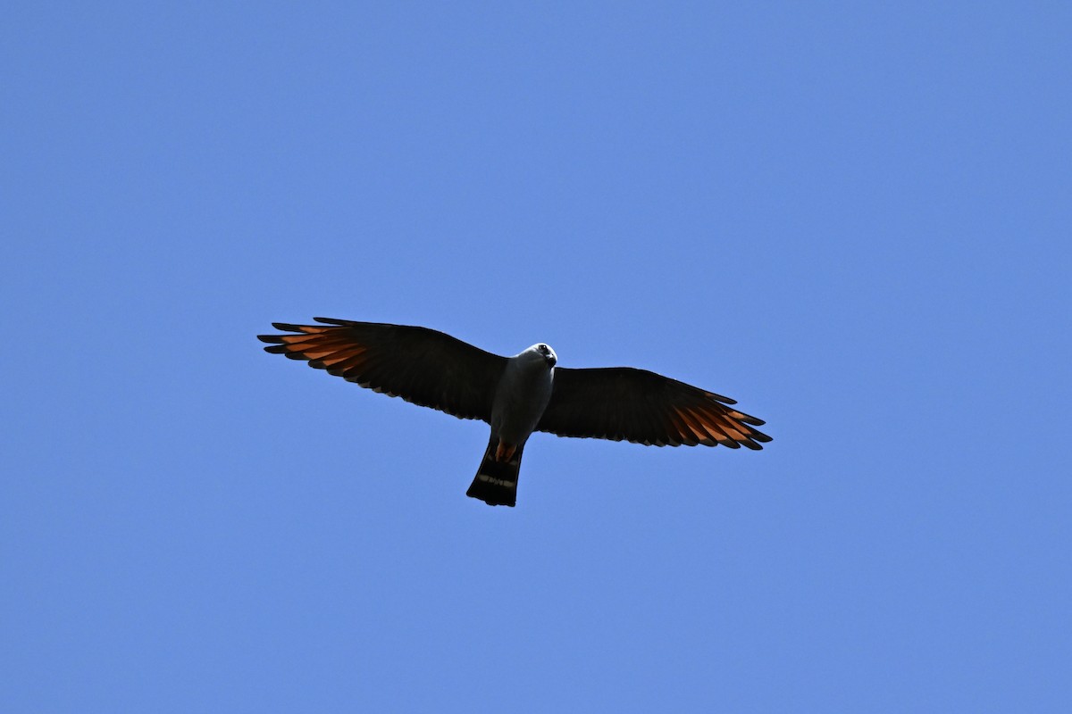 Plumbeous Kite - ML638379878