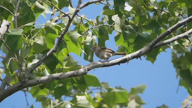 Olive Sparrow - ML638379882
