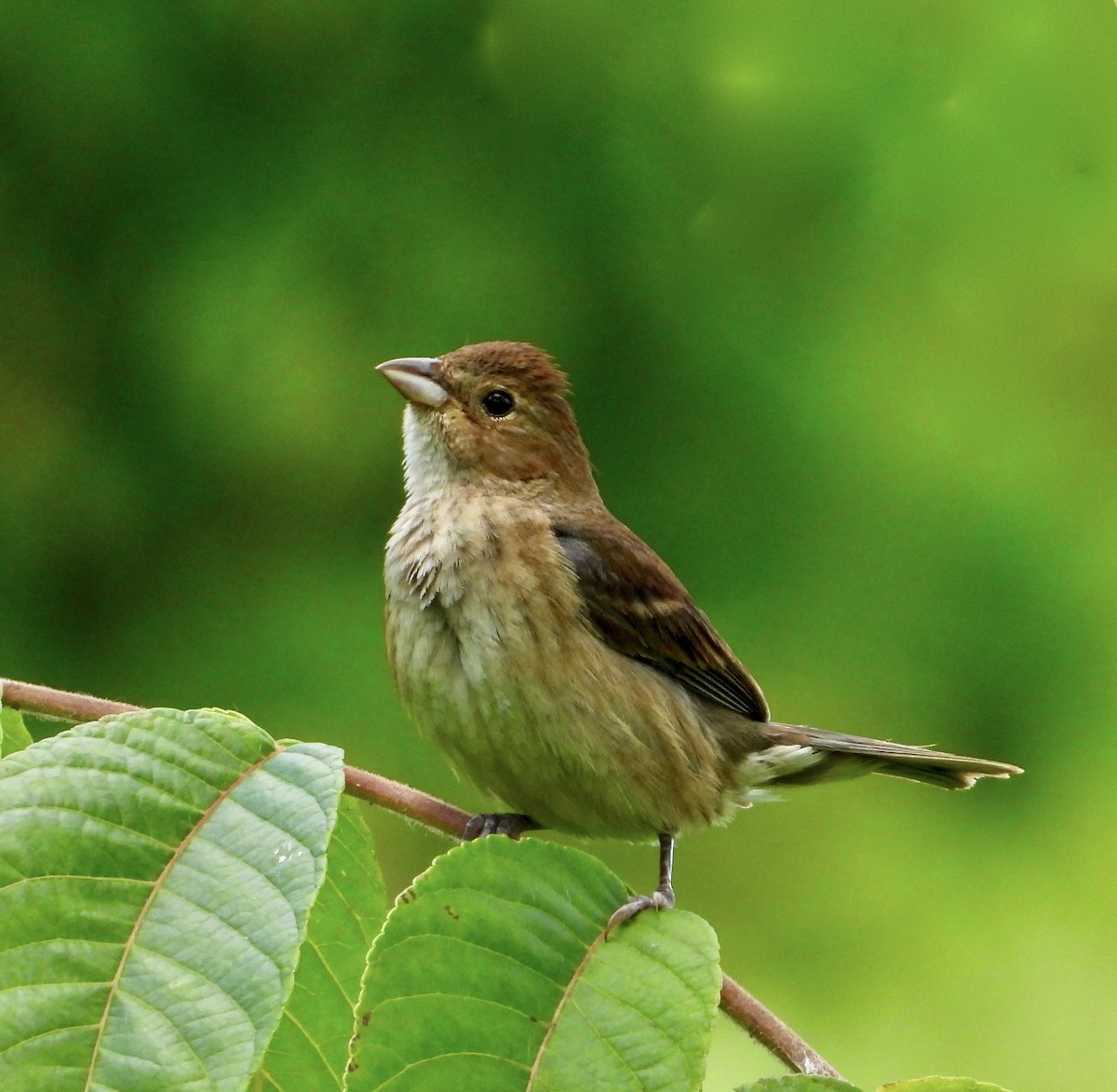 Indigo Bunting - ML638379884