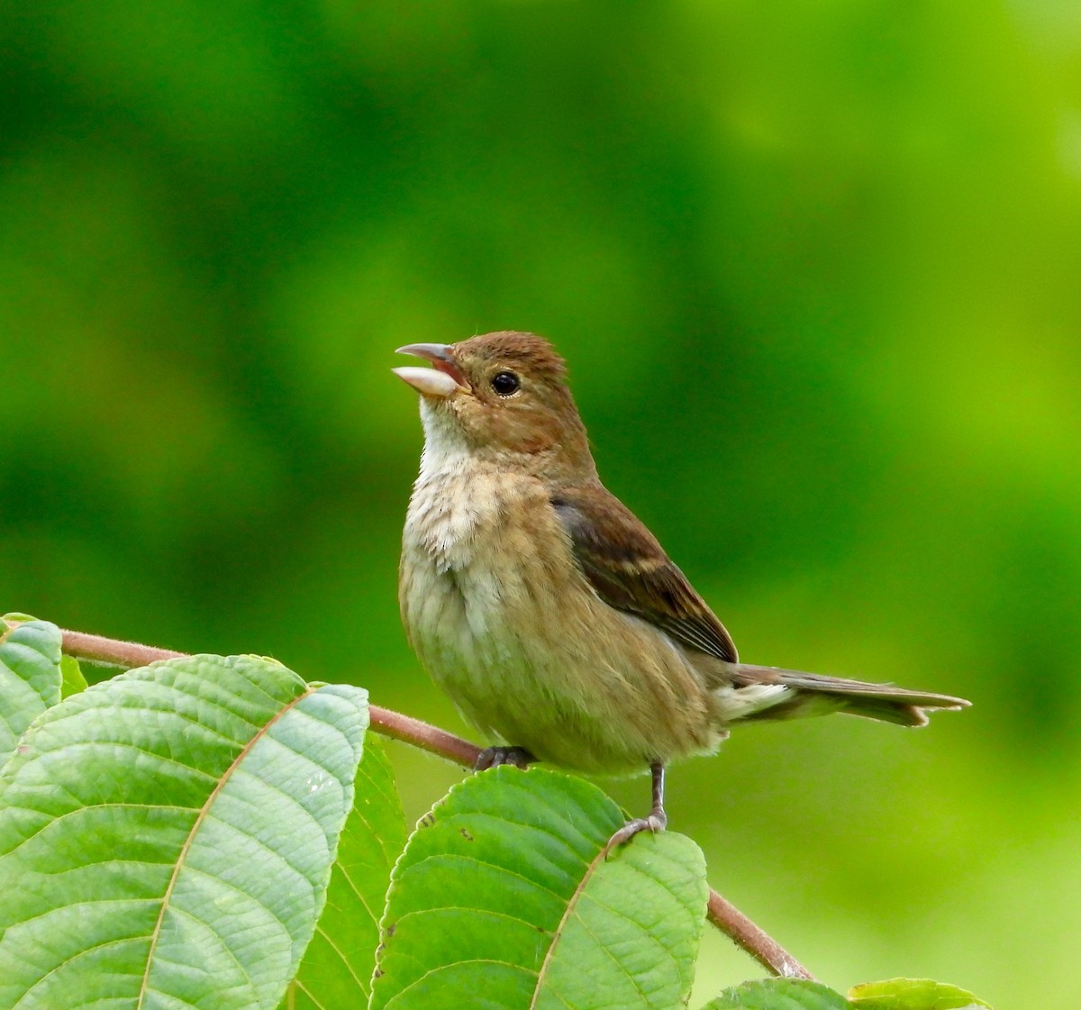 Indigo Bunting - ML638379885