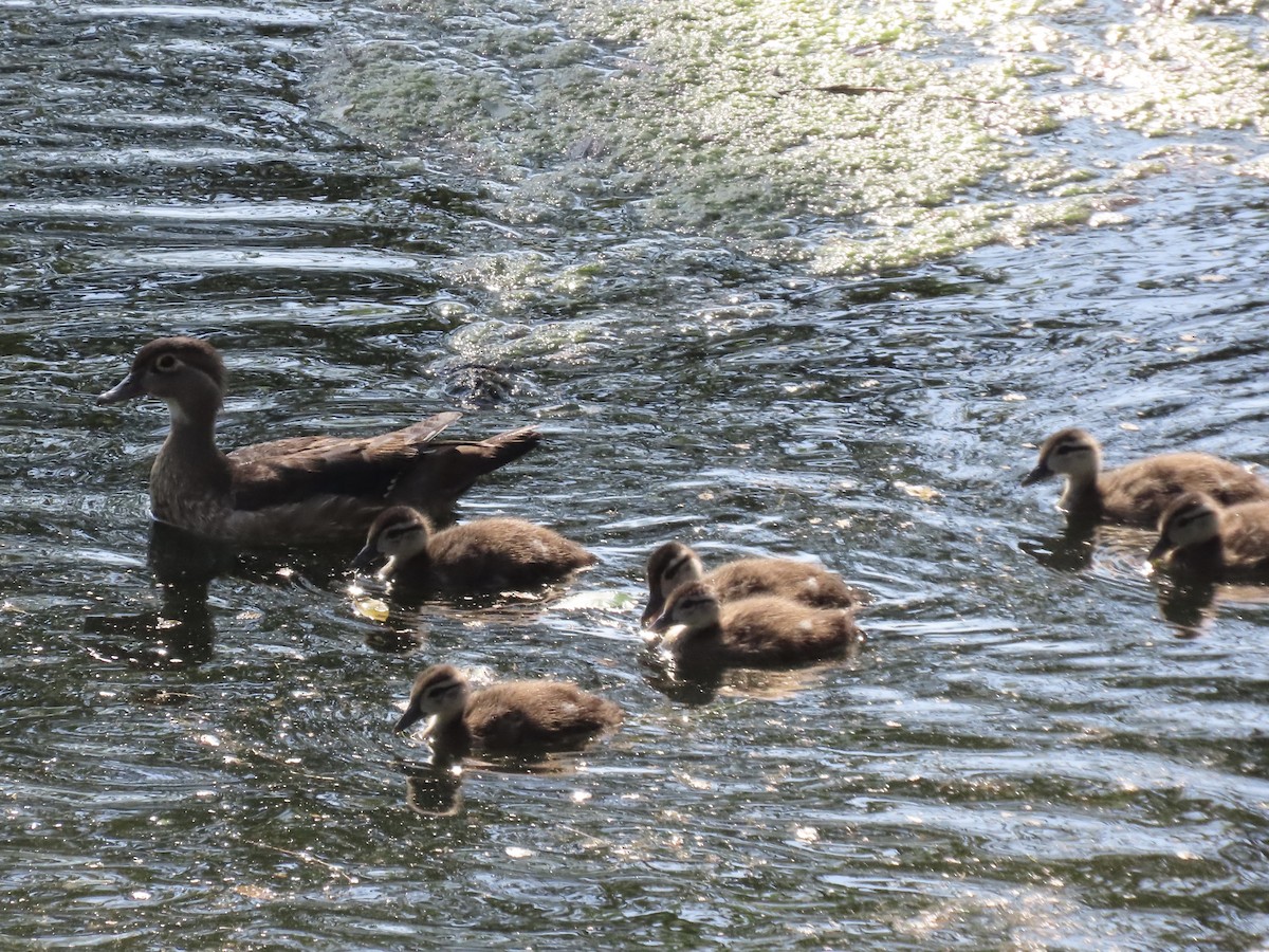 Canard branchu - ML638379887