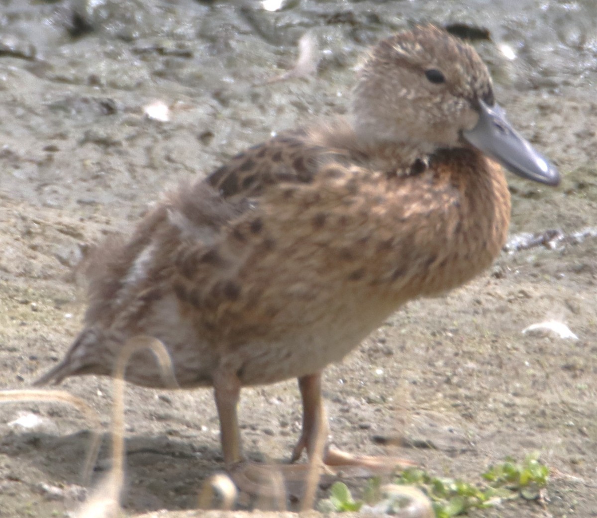 Cinnamon Teal - ML638379888