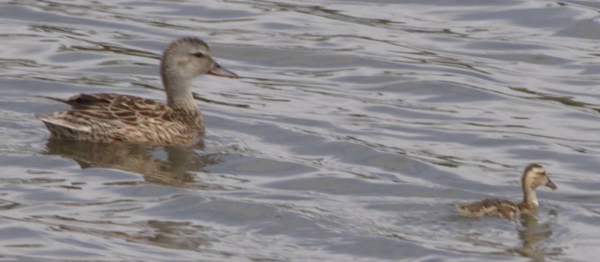 Gadwall - ML638379889