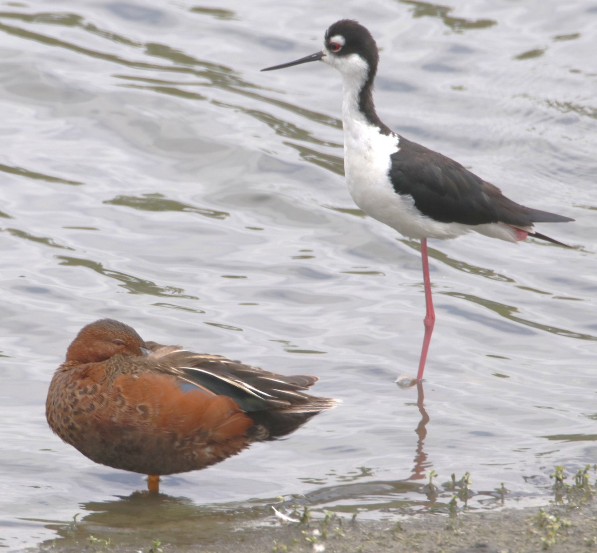 Black-necked Stilt - ML638379891