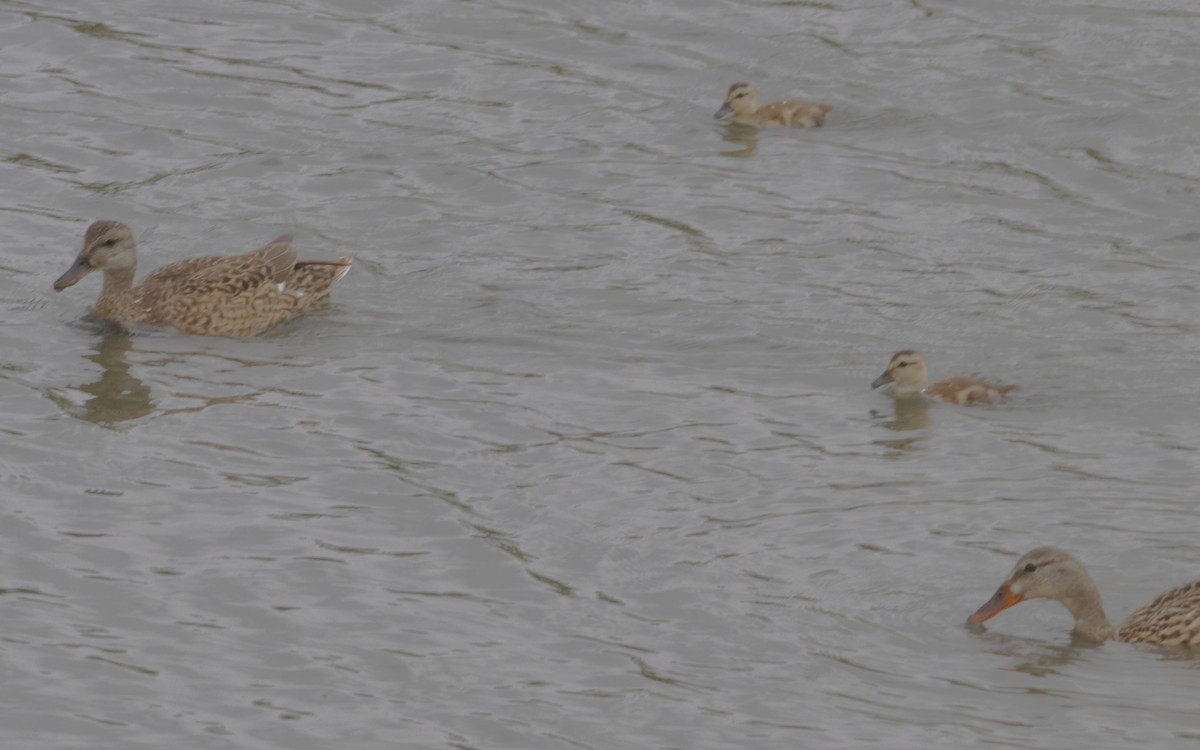 Gadwall - ML638379892