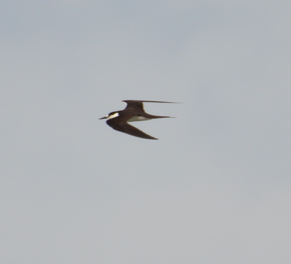 Sooty Tern - ML638379905