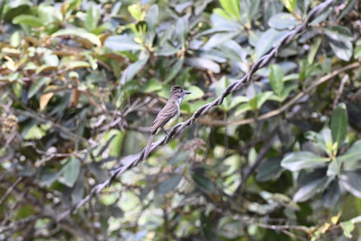 Short-crested Flycatcher - ML638379907