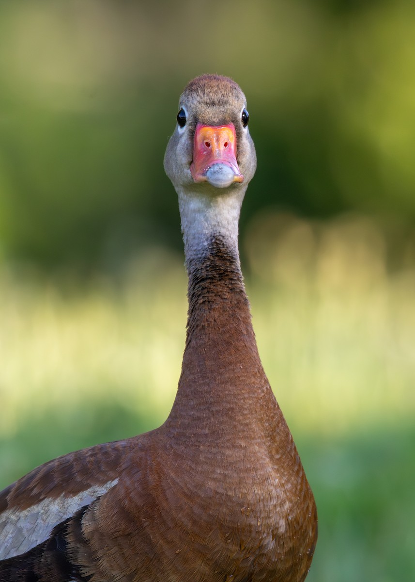 Black-bellied Whistling-Duck - ML638379911