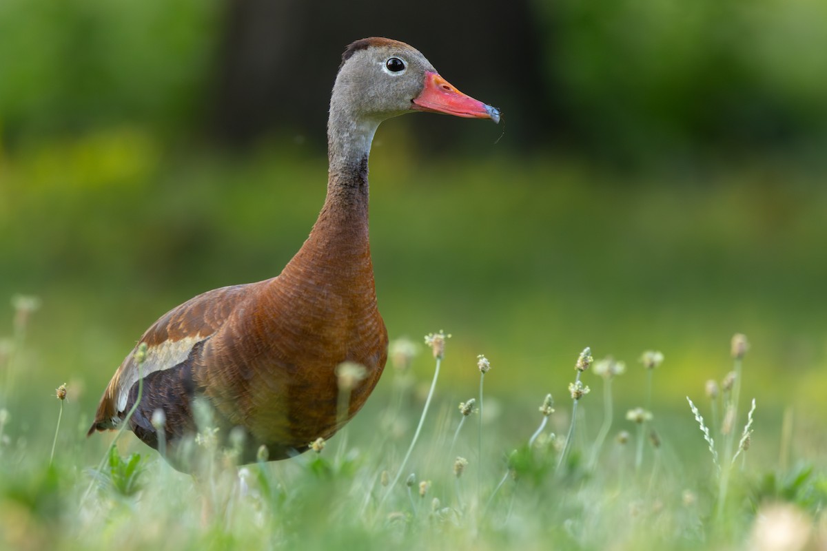 Black-bellied Whistling-Duck - ML638379912