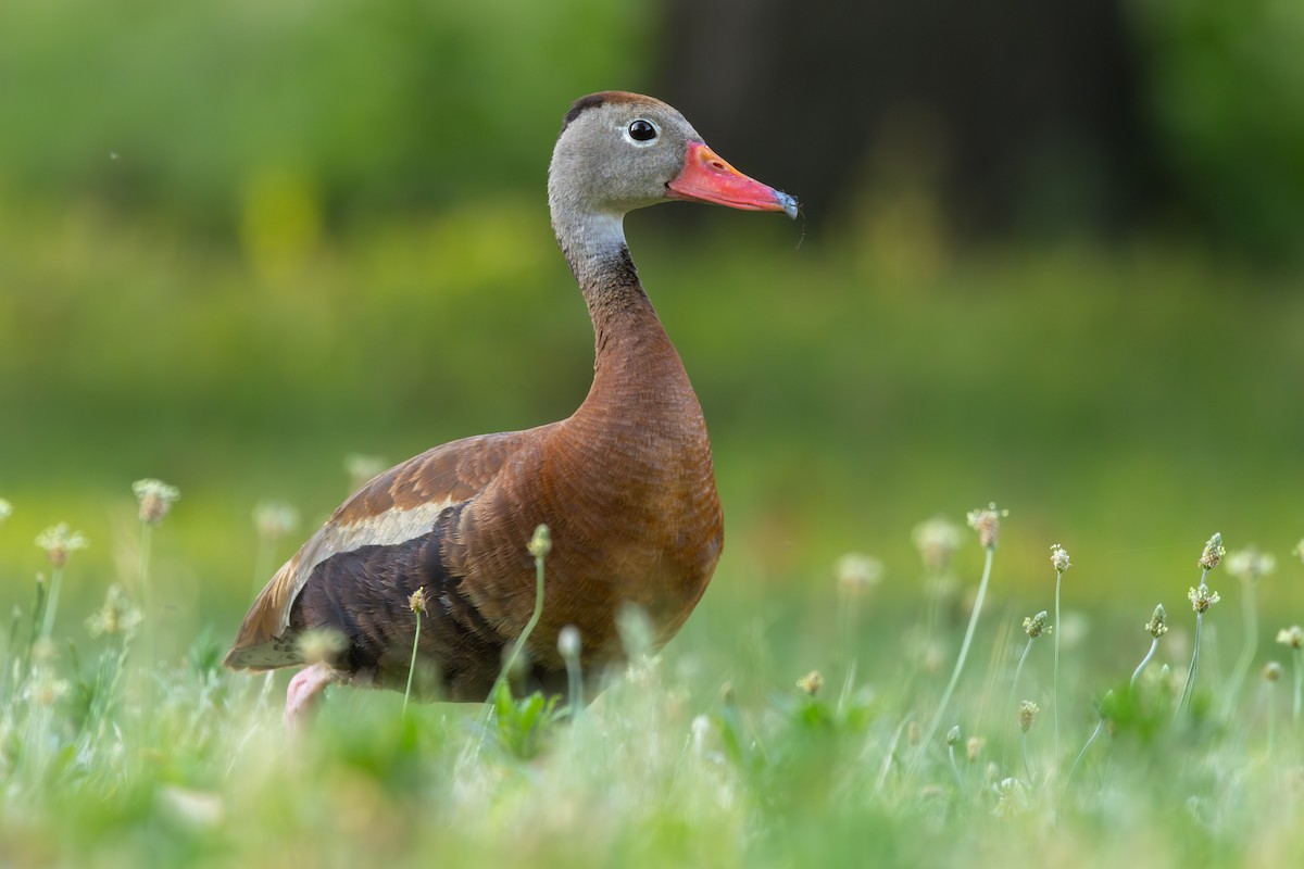 Black-bellied Whistling-Duck - ML638379913