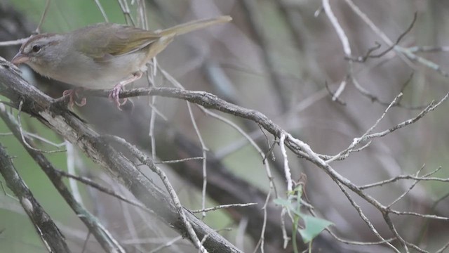 Olive Sparrow - ML638379915