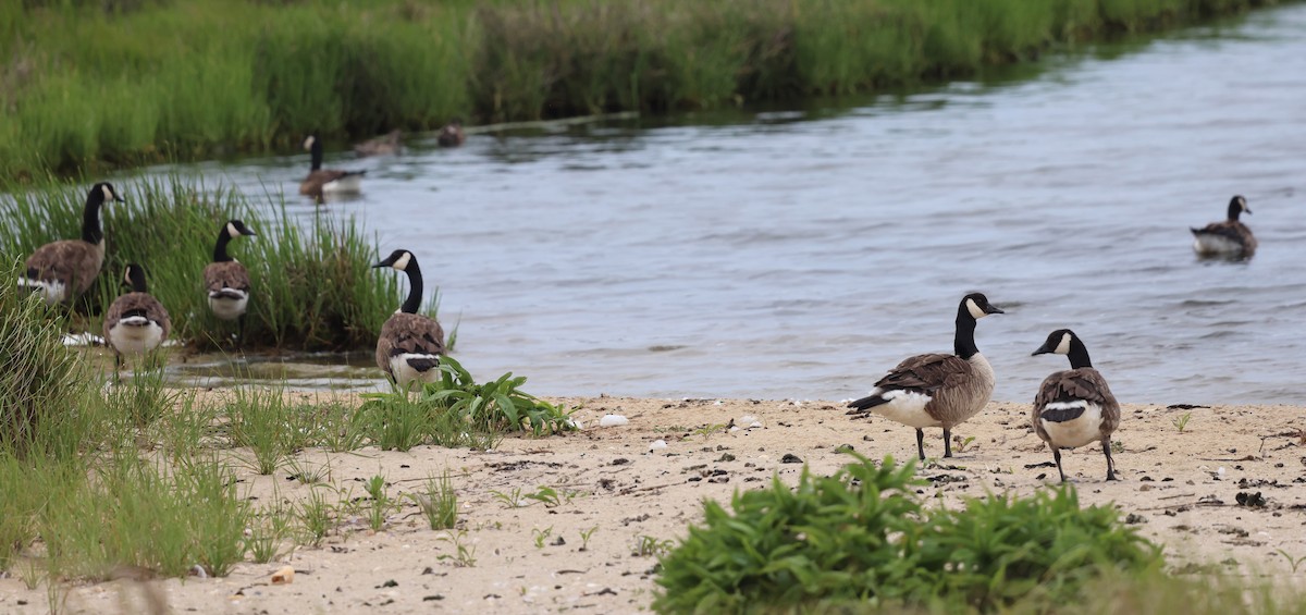 Canada Goose - ML638379927