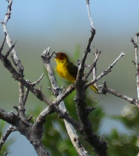 Goldwaldsänger [erithachorides-Gruppe] - ML638379931