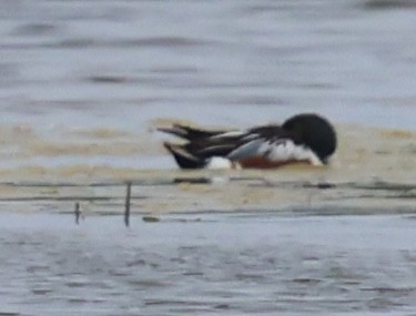 Northern Shoveler - ML638379933