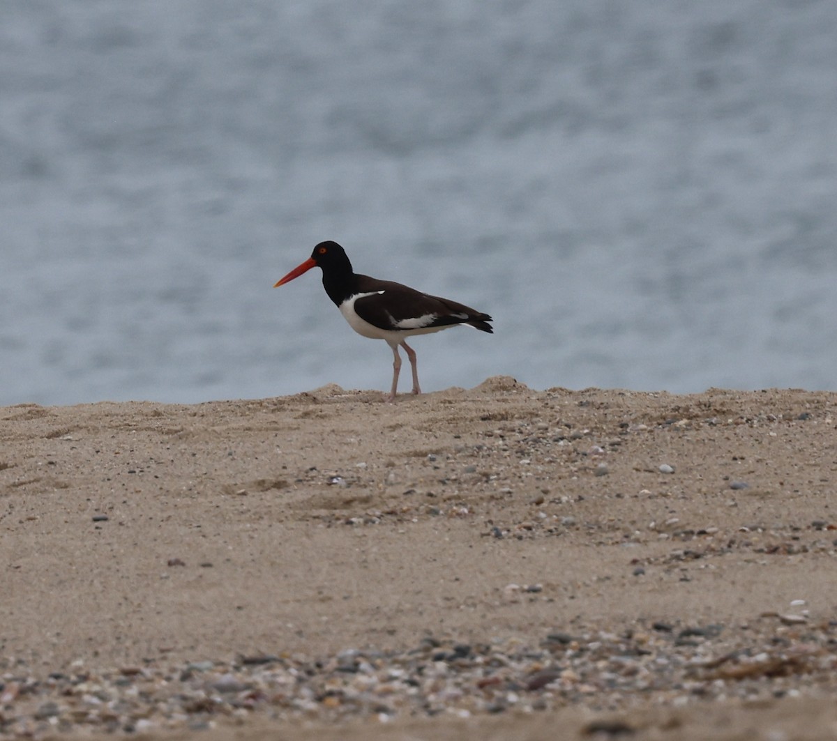 American Oystercatcher - ML638379946